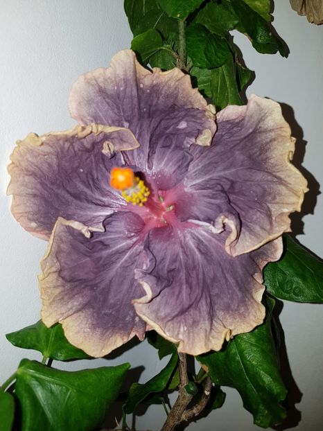  - HIBISCUS 2019