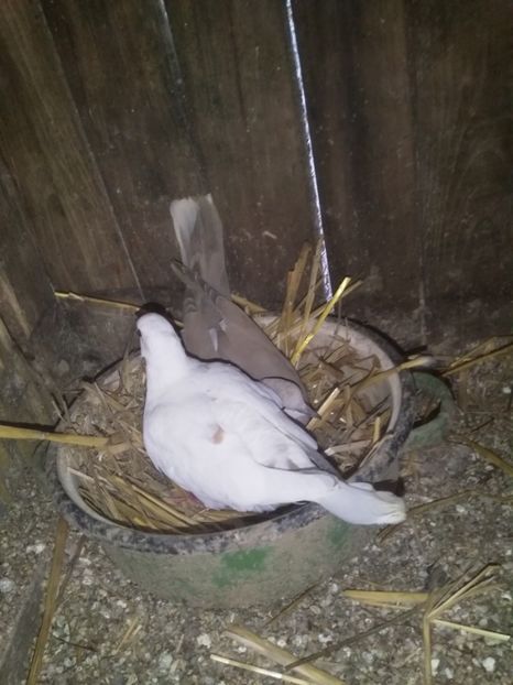  - turturelele mele razatoare