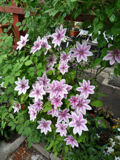  - Clematis
