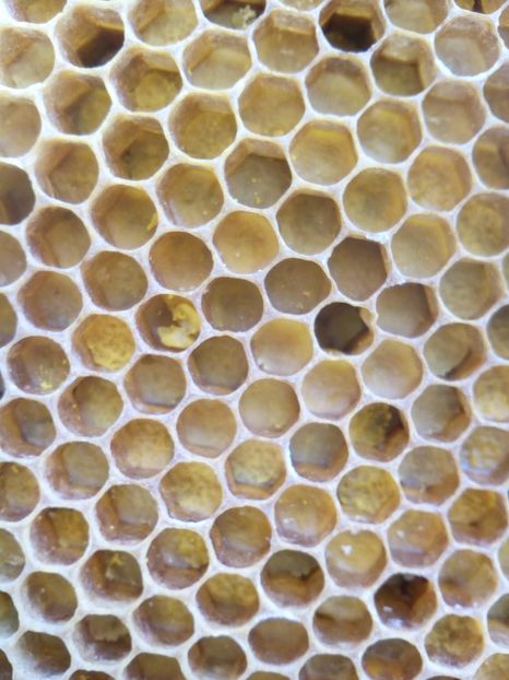 Celule cu polen - FAGURII NATURALI AI ALBINELOR