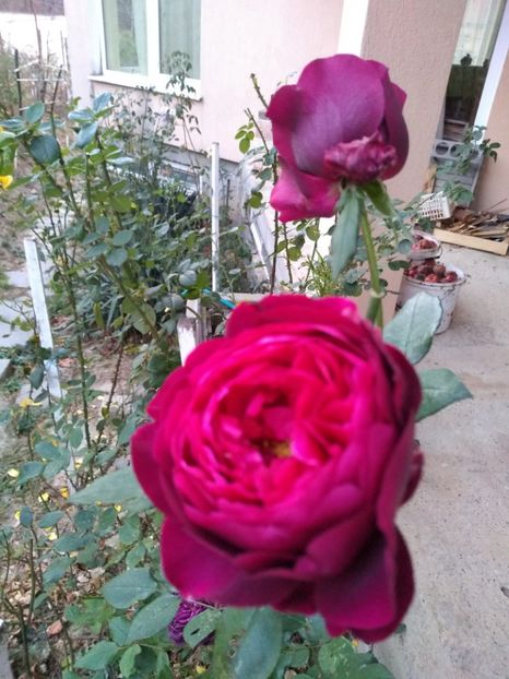  - gradina iulie 2018