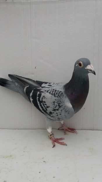F 2012 vanduta - De! voiajori vanduti