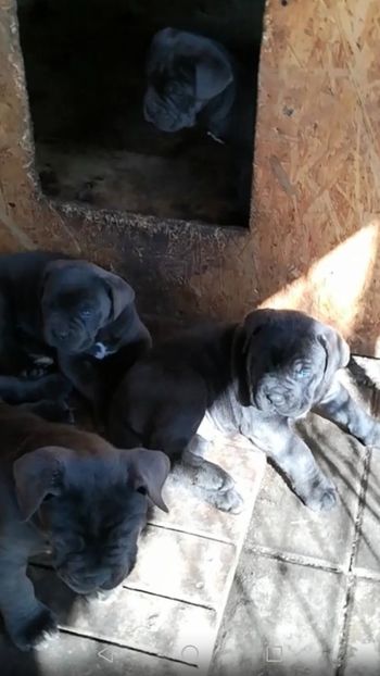  - CANE CORSO BLUE