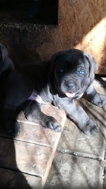  - CANE CORSO BLUE