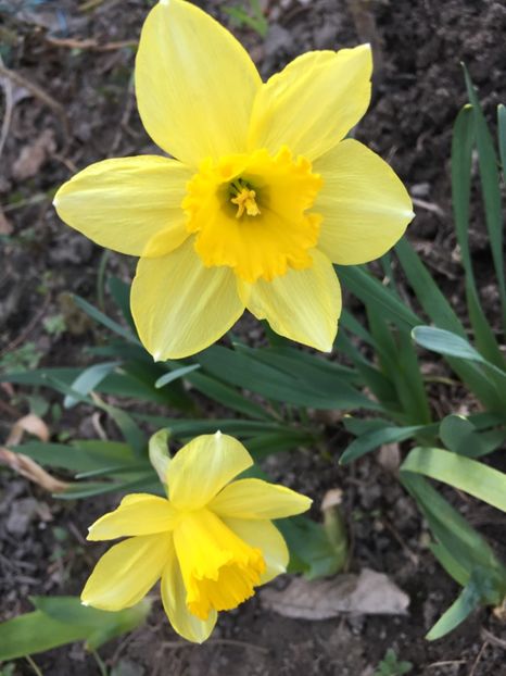 2 - Narcise 2019 2022 25