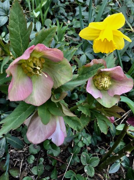 Quenns Light Pink - Spanz 2019