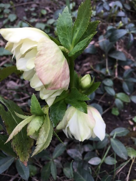 20344602-63C8-4A08-B396-8D9D26813F3B - Spanz 2019