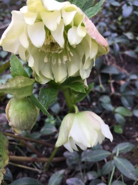 ABB96F8F-7987-47C0-B587-267CA55FF94D - Spanz 2019