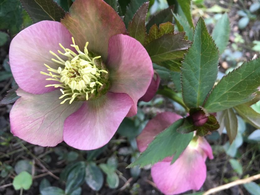 48E6065F-EC38-4E98-959B-7501192DC2A0 - Spanz 2019