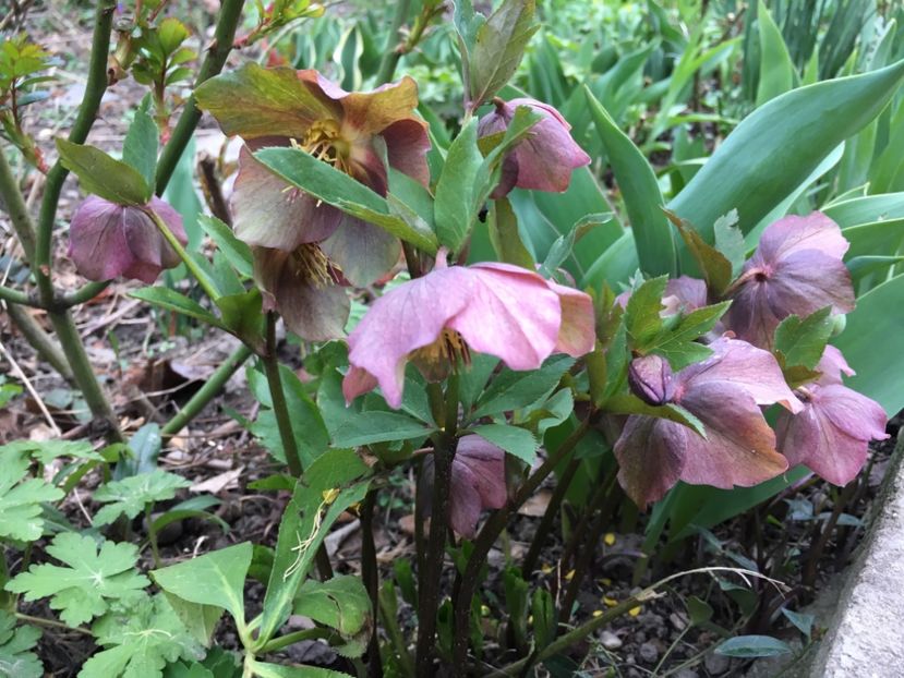 FBEE462B-1F65-4530-8800-B8E6972368C3 - Spanz 2019