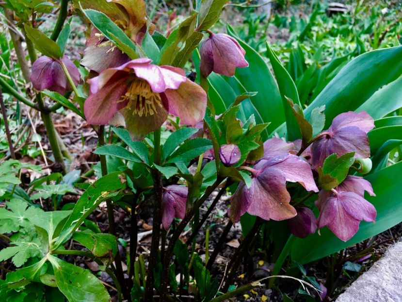 3D5E3642-38A6-495A-AF5C-7764C34A0D55 - Spanz 2019