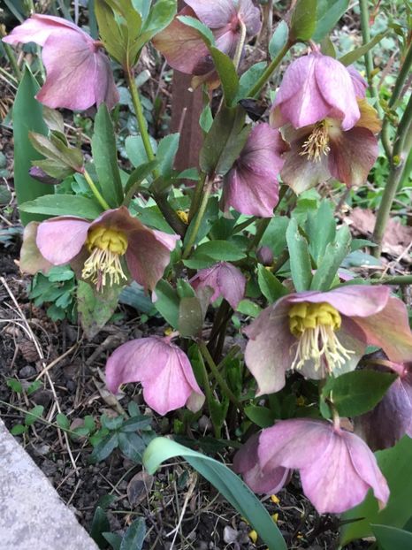 9686C7CF-E1EA-40F4-943F-A9D9A6123352 - Spanz 2019