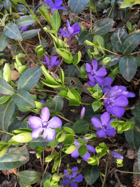 33341387-9C74-4340-94F4-EB49D7407398 - Martie