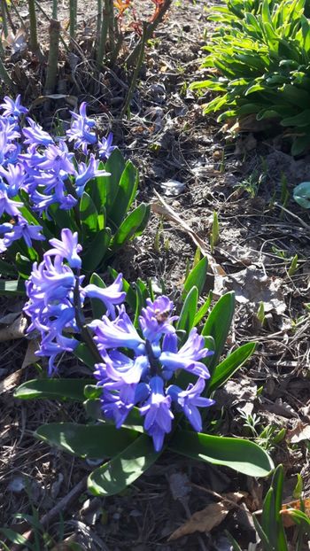  - Flori de primăvară