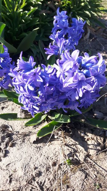  - Flori de primăvară