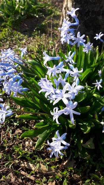  - Flori de primăvară