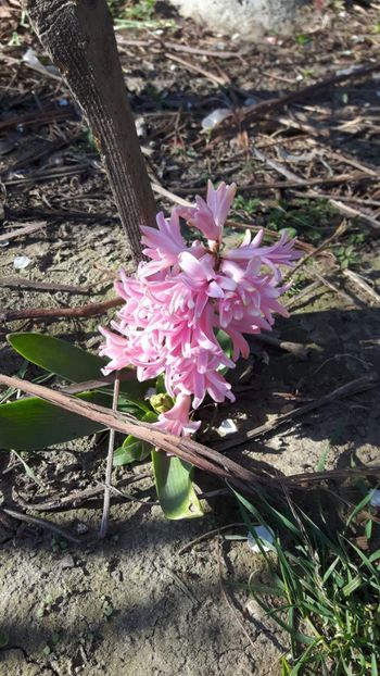  - Flori de primăvară