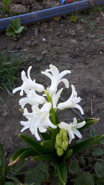  - Flori de primăvară