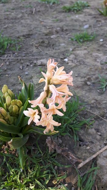  - Flori de primăvară