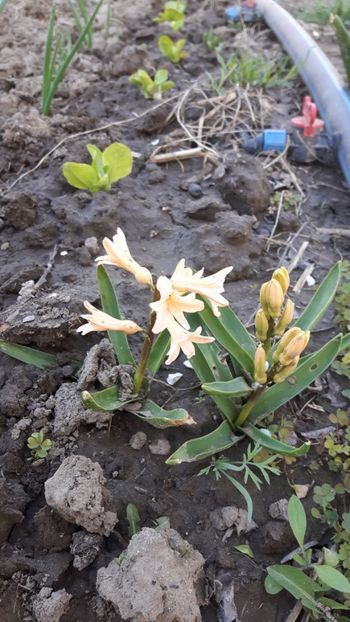  - Flori de primăvară