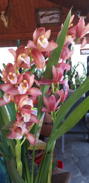  - Cymbidium