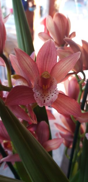  - Cymbidium