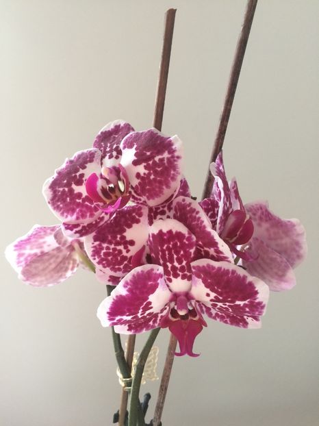  - 9-Orchideele mele