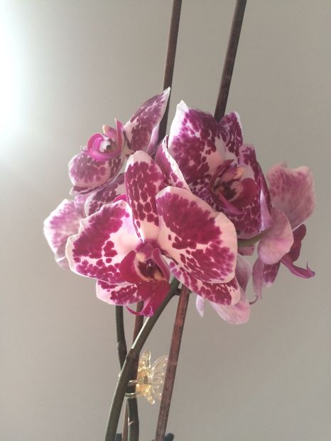 18.03.2019 - 9-Orchideele mele