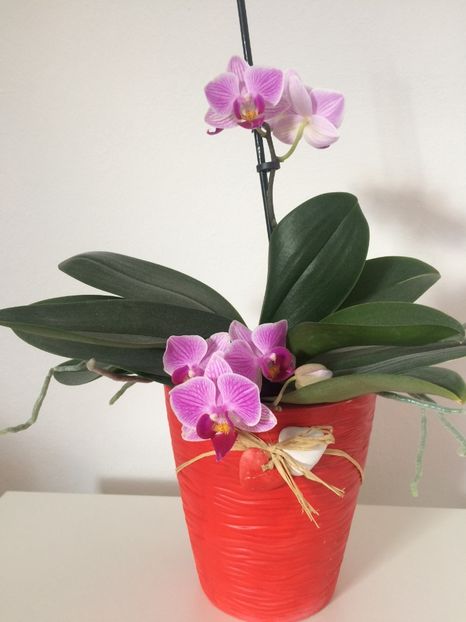 18.03.2019 - 9-Orchideele mele