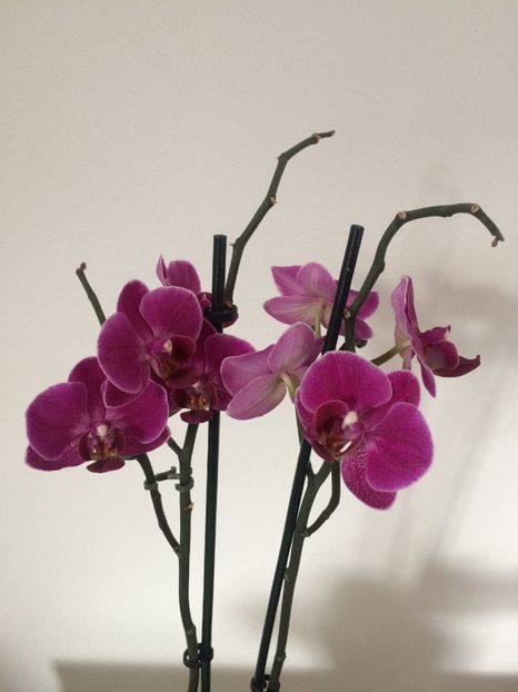 18.03.2019 - 9-Orchideele mele