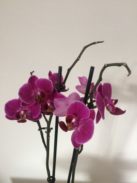 18.03.2019 - 9-Orchideele mele