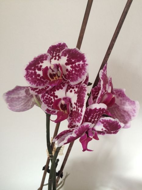 18.03.2019 - 9-Orchideele mele