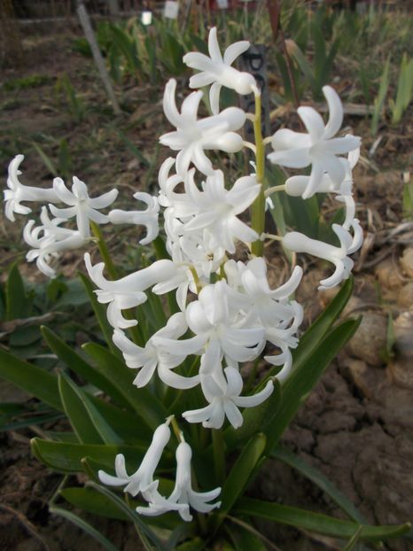  - 2019 Flori de gradina