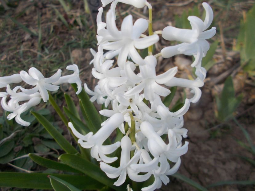  - 2019 Flori de gradina