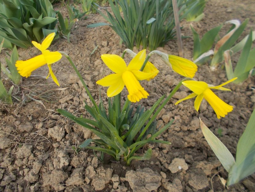  - 2019 Flori de gradina