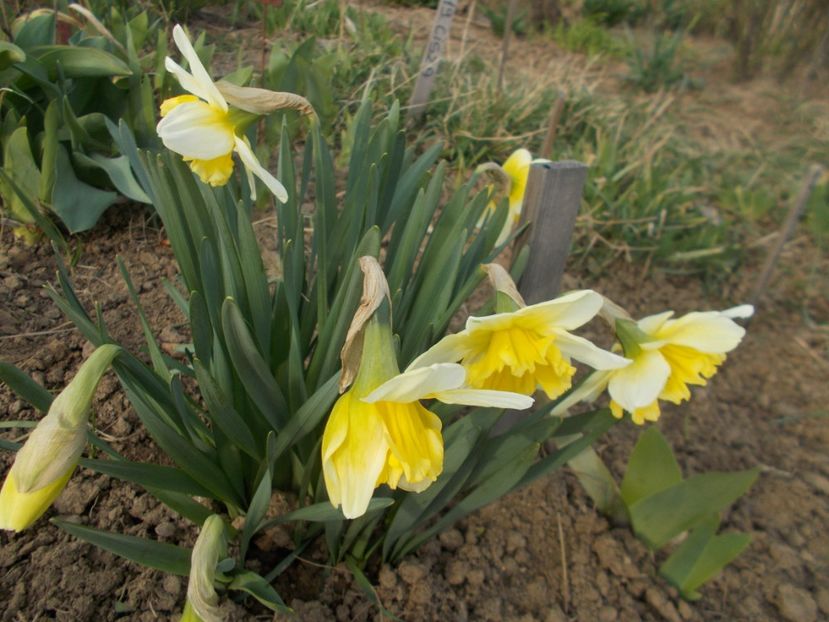  - 2019 Flori de gradina