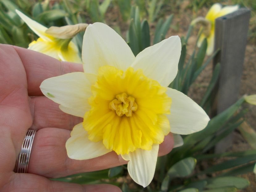  - 2019 Flori de gradina