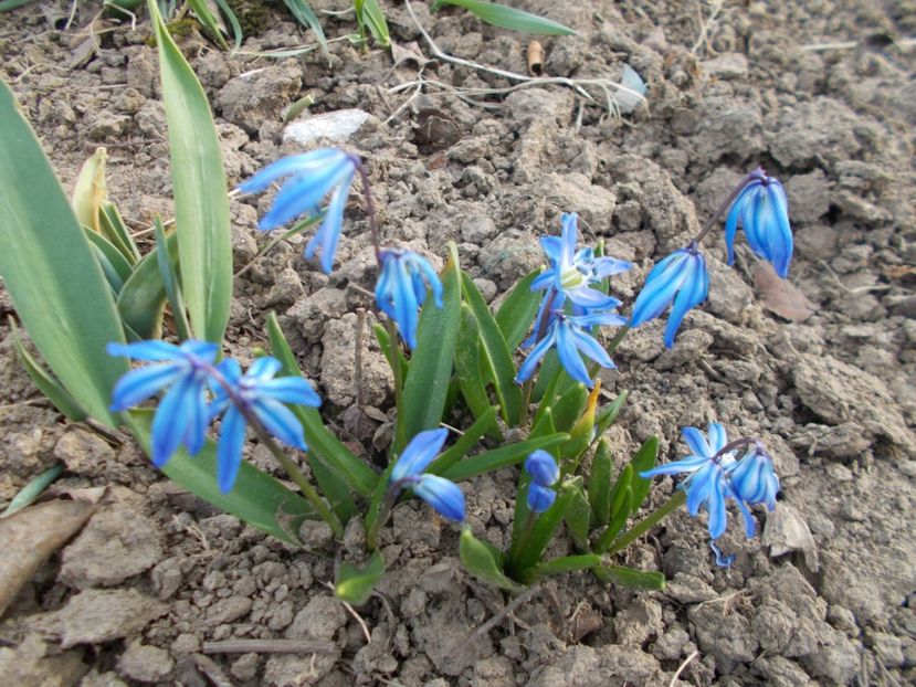  - 2019 Flori de gradina