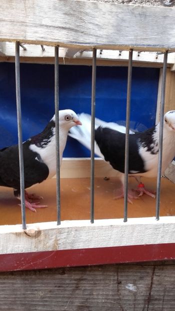  - jucatori si cazatori