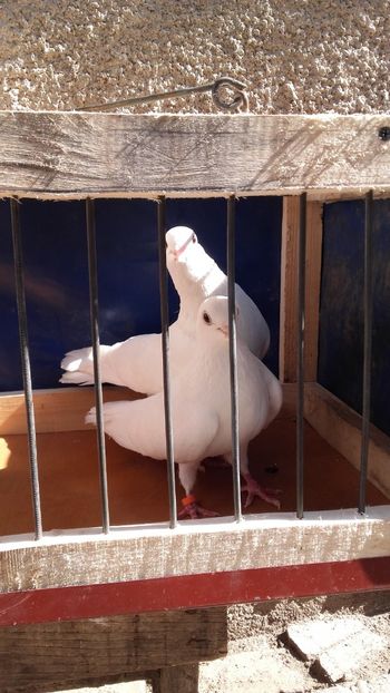  - jucatori si cazatori