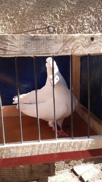  - jucatori si cazatori