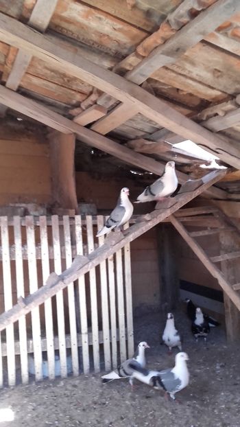  - jucatori si cazatori