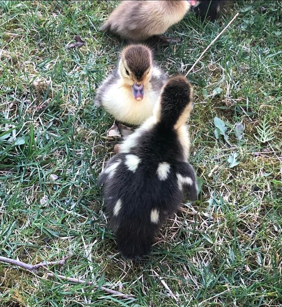  - Bomboane asortate 2019