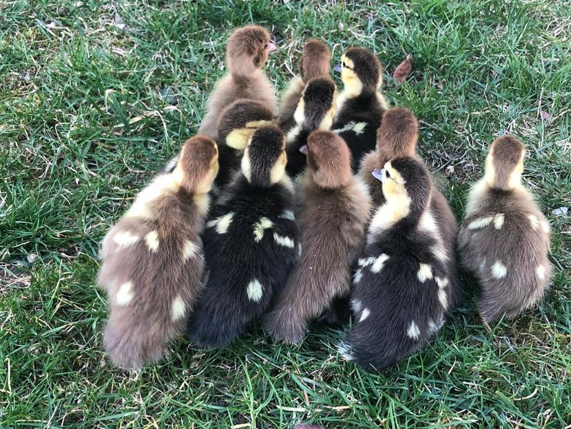 umar la umar - Bomboane asortate 2019