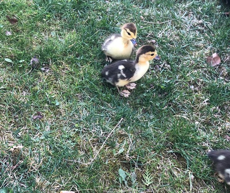 am rupt randurile - Bomboane asortate 2019