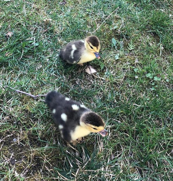 . - Bomboane asortate 2019