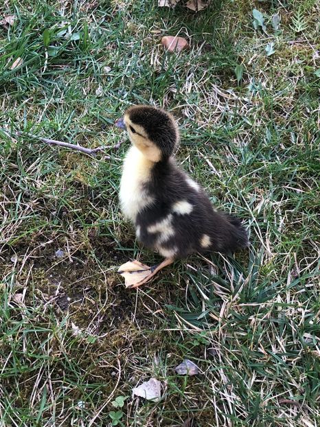 dezorientat - Bomboane asortate 2019