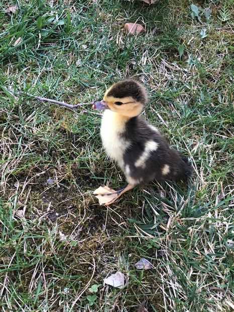 . - Bomboane asortate 2019