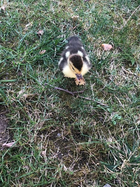 . - Bomboane asortate 2019