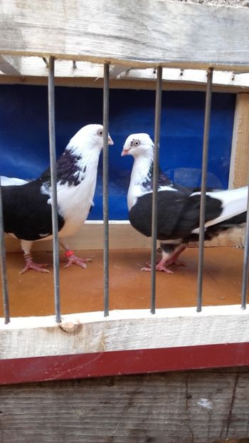  - jucatori si cazatori